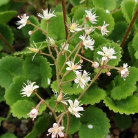 Saxifraga rotundifolia